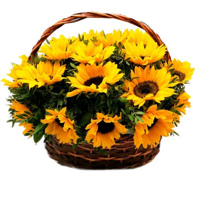 Шикарная корзина с подсолнухами «Летняя феерия»